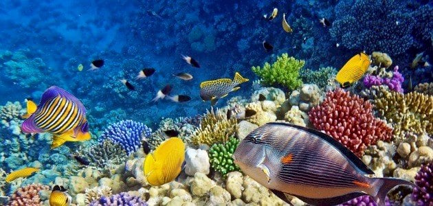 أسبوع استثنائى بين الأصالة والترفيه